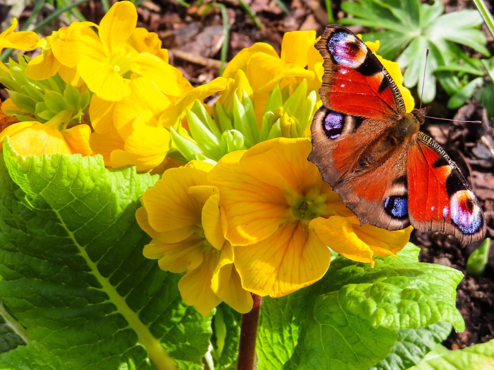 Желтые цветы примулы с бабочкой
