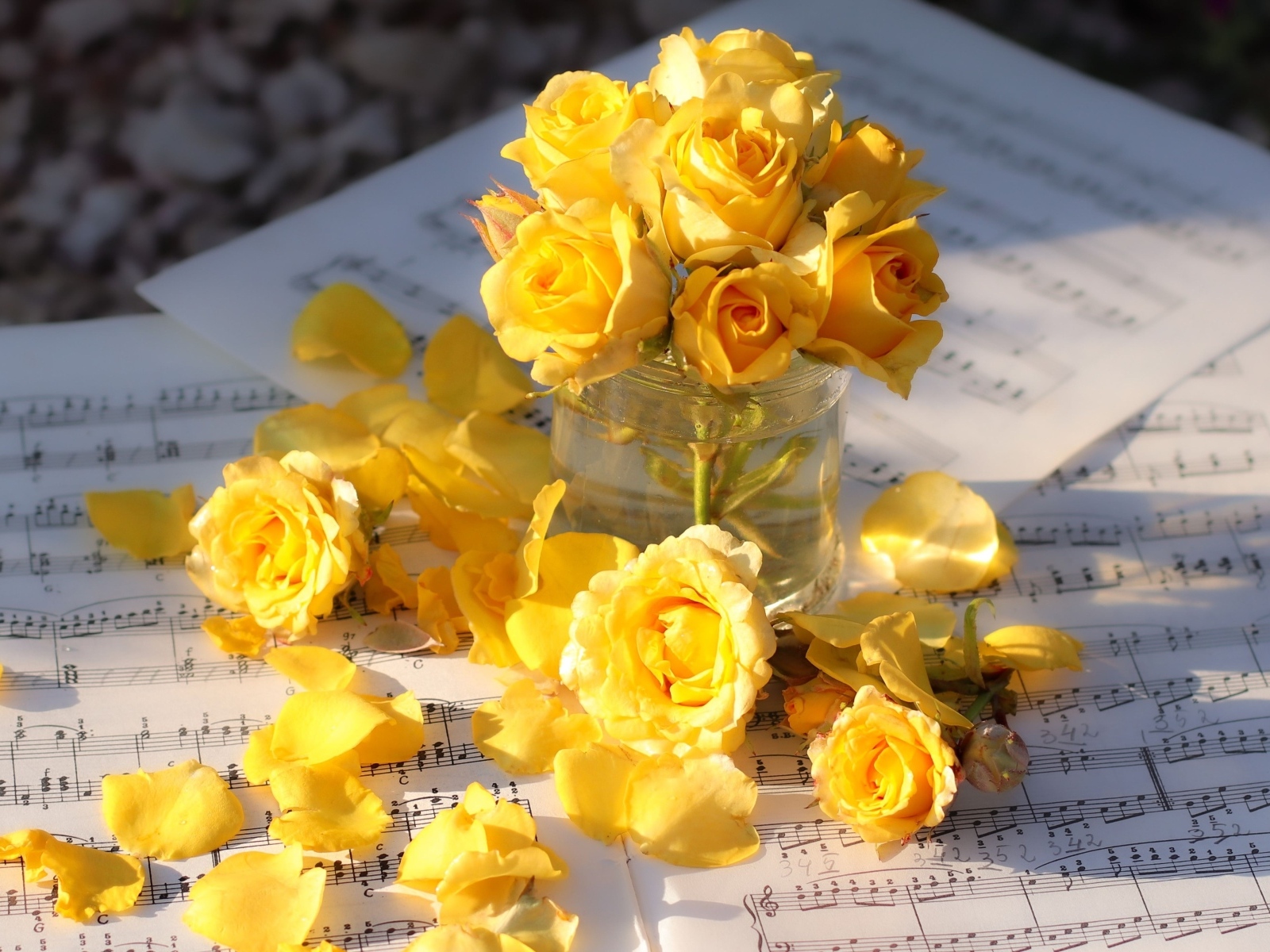 Желтые розы на нотных листах в лучах солнца