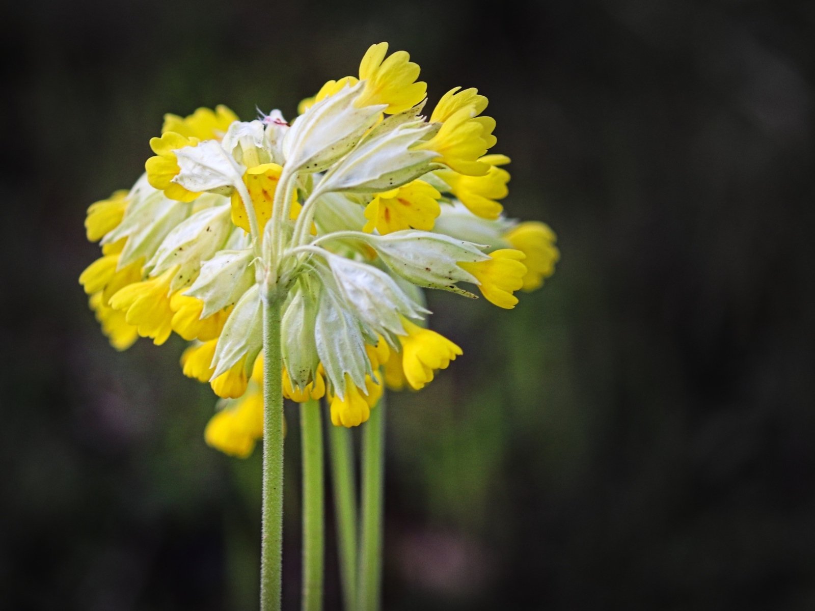 Желтые цветы примула весенняя