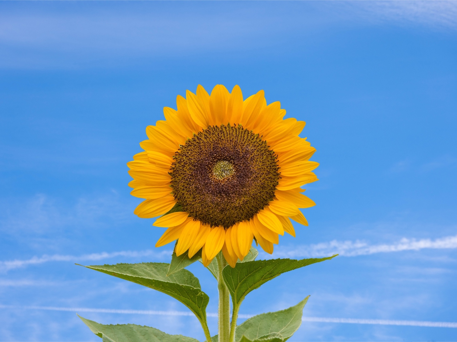Желтый цветок подсолнуха на фоне голубого неба  