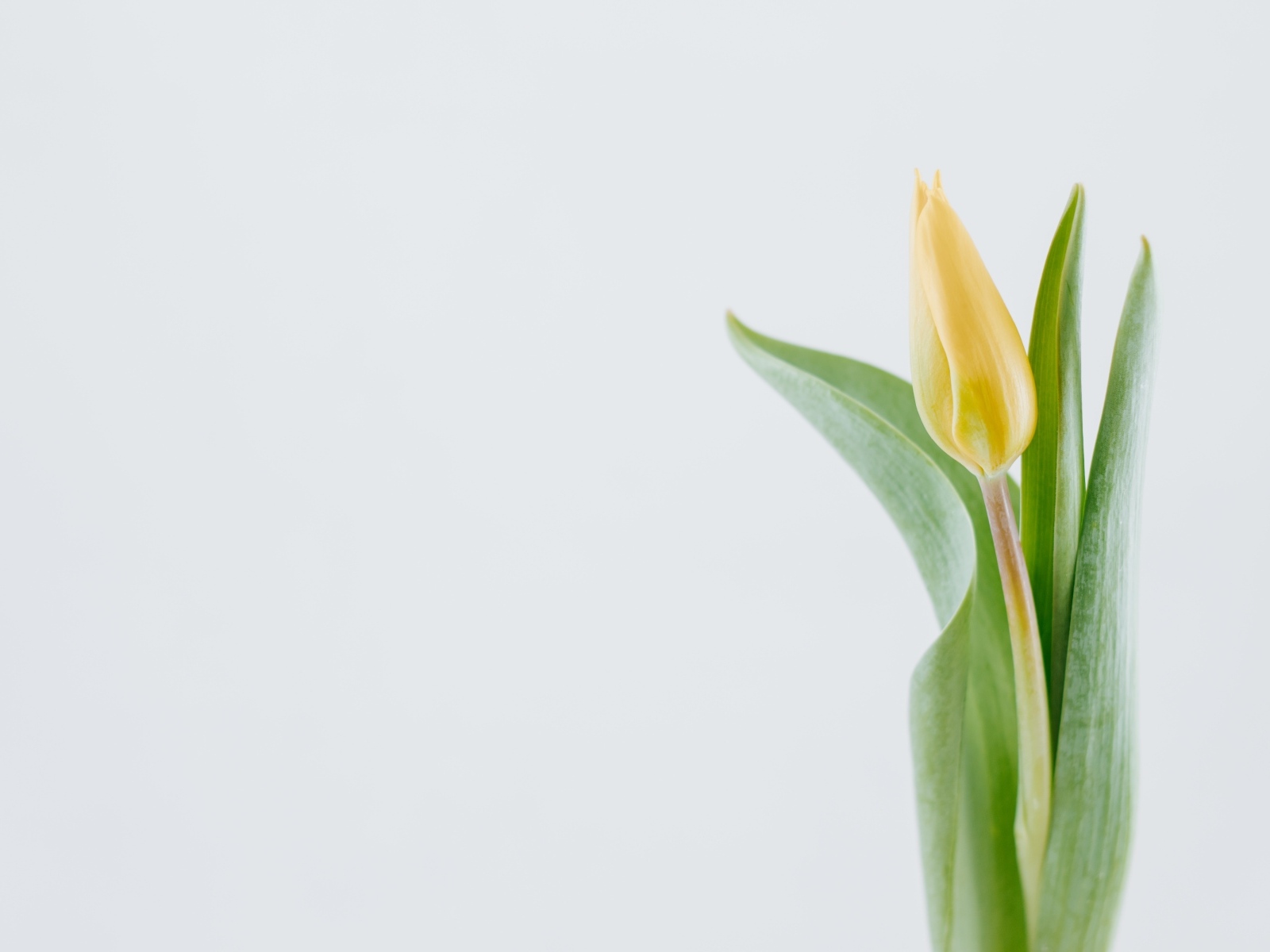 Желтый тюльпан с зелеными листьями на сером фоне