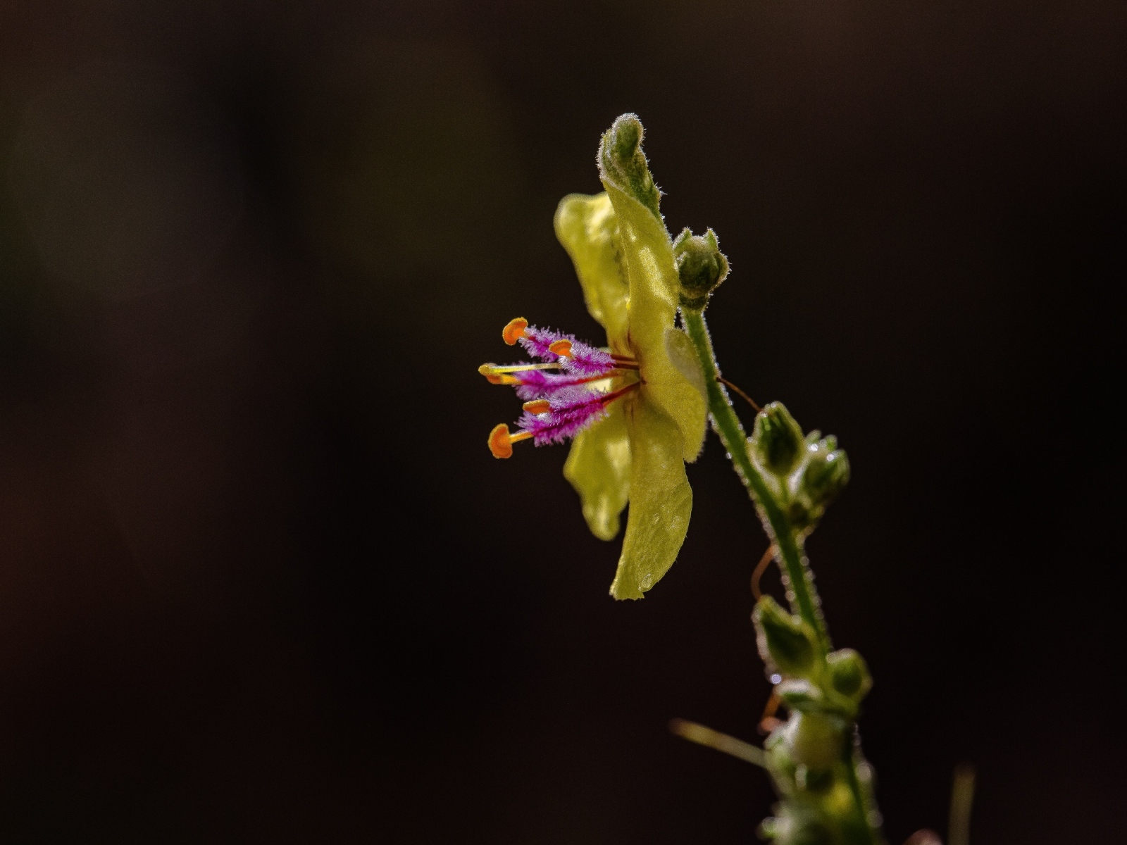 Желтый полевой цветок на черном фоне