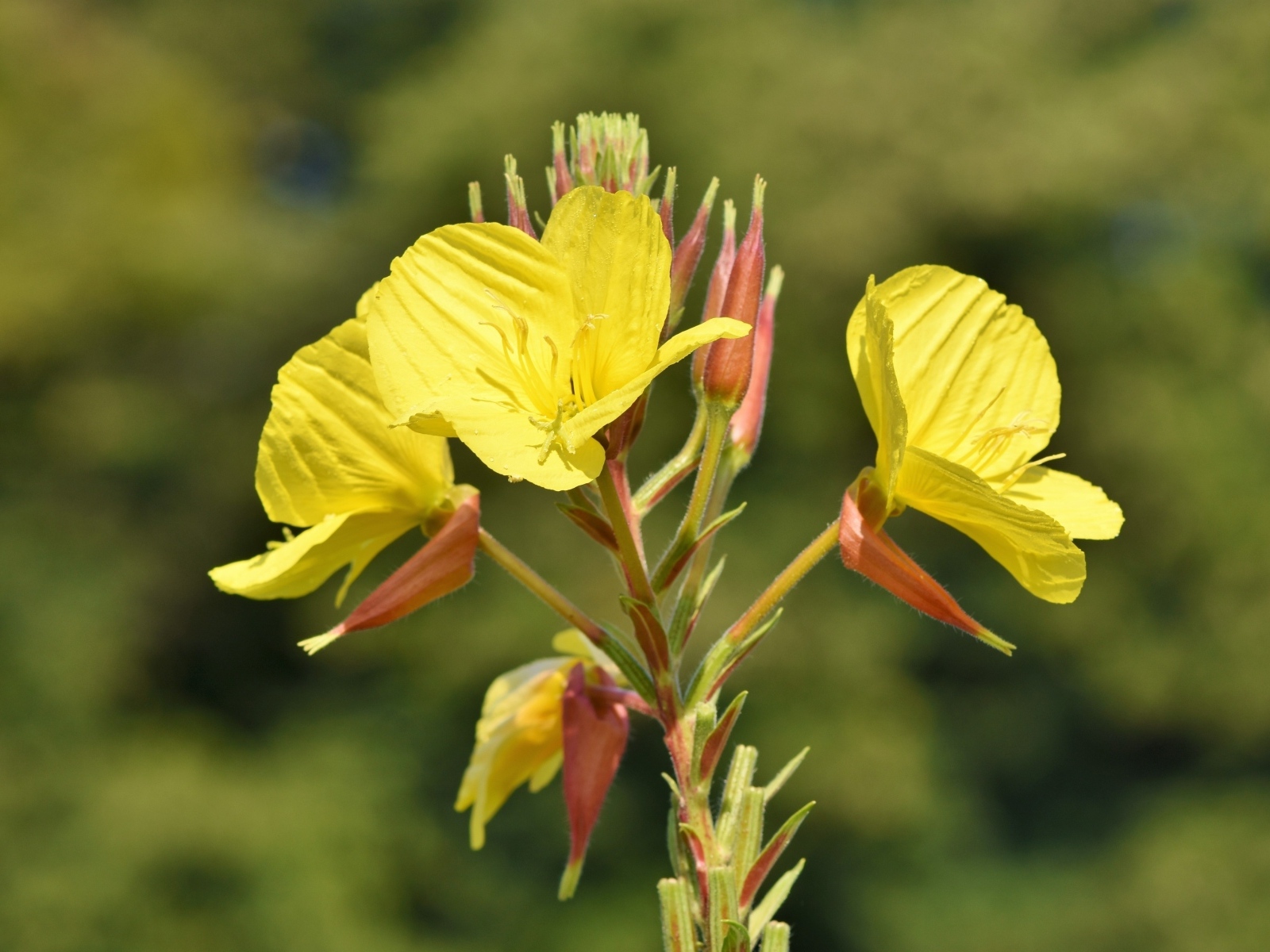 Желтые полевые цветы эшшольция