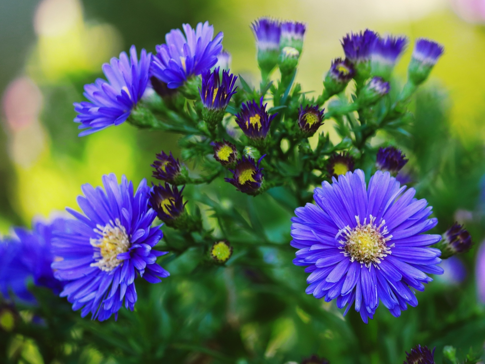 Синий осенний цветок сентябринка