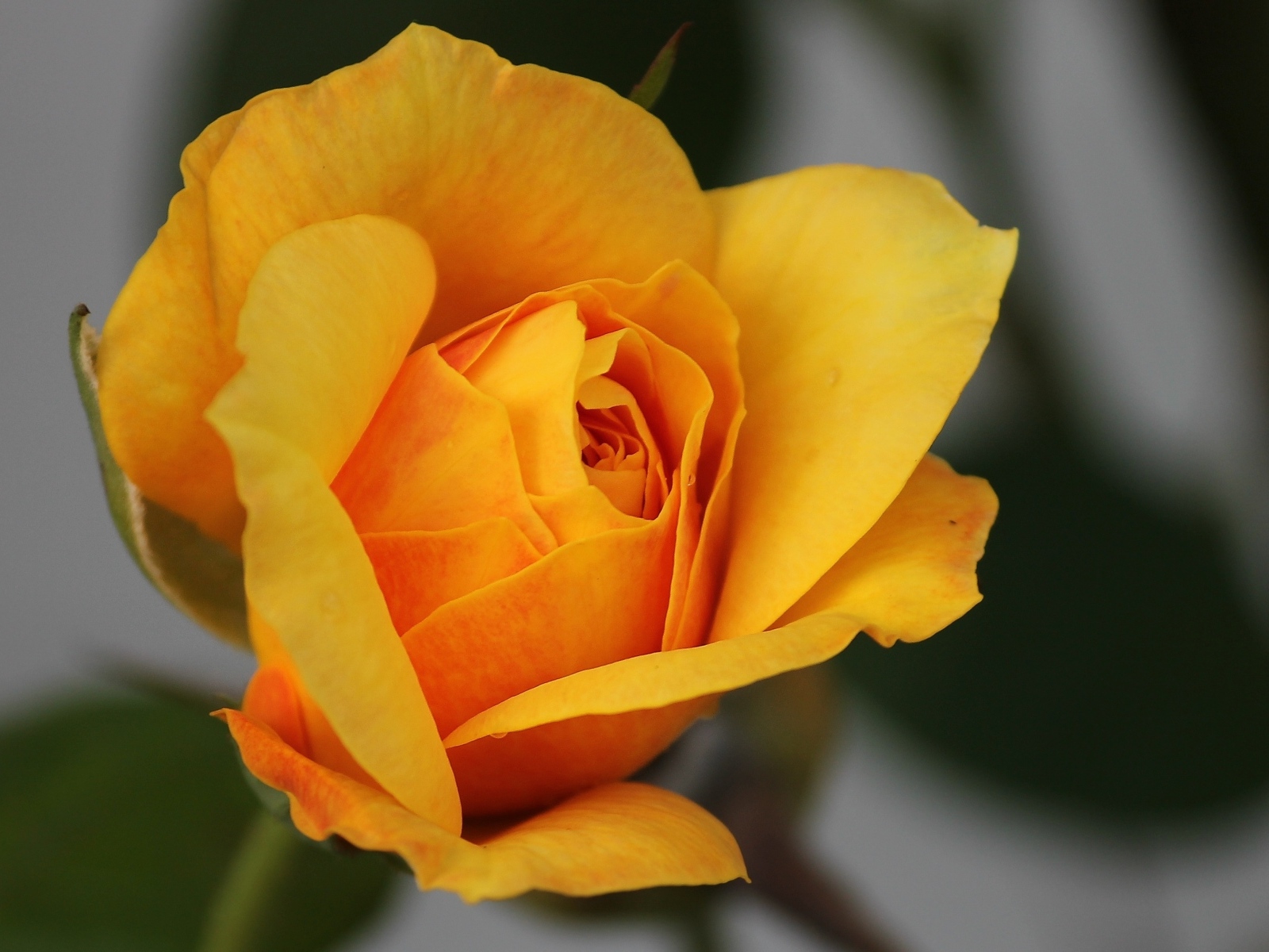 Оранжевая роза распускается 