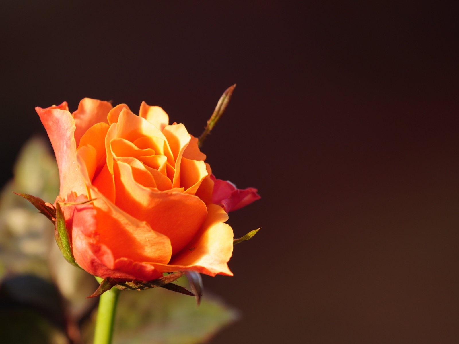 Оранжевая роза в лучах солнца