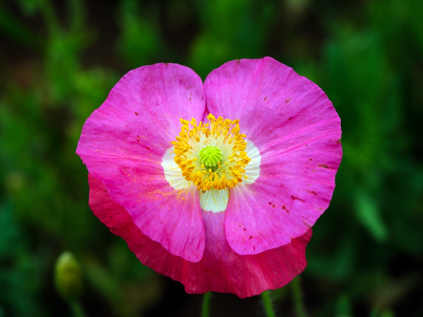 Розовый цветок мака крупным планом