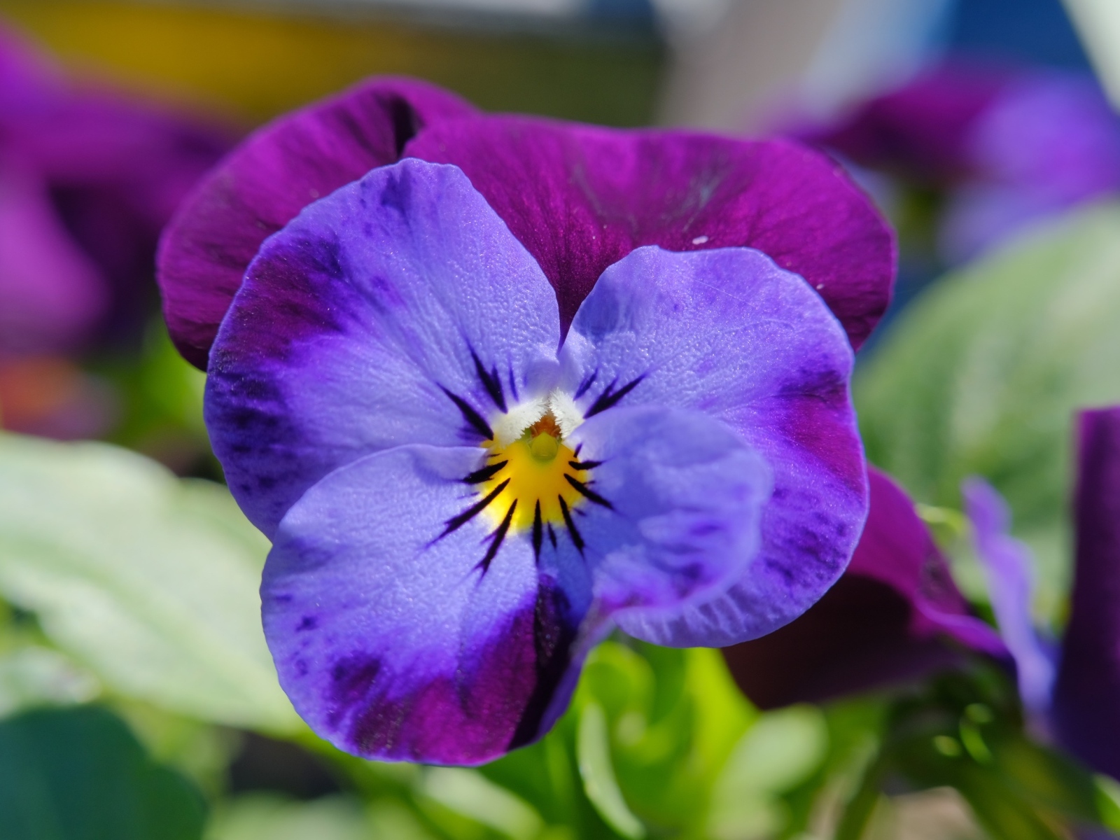 Маленький фиолетовый цветок анютины глазки