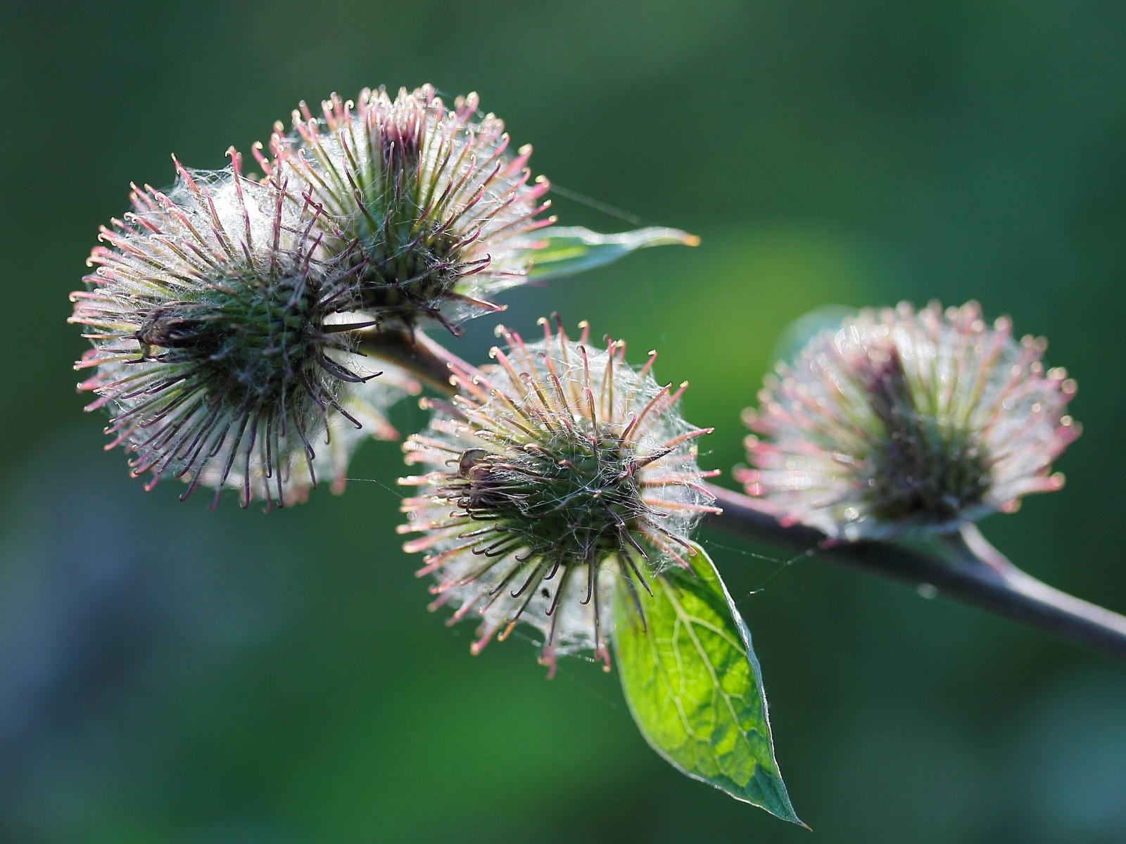 Колючие цветы расторопши