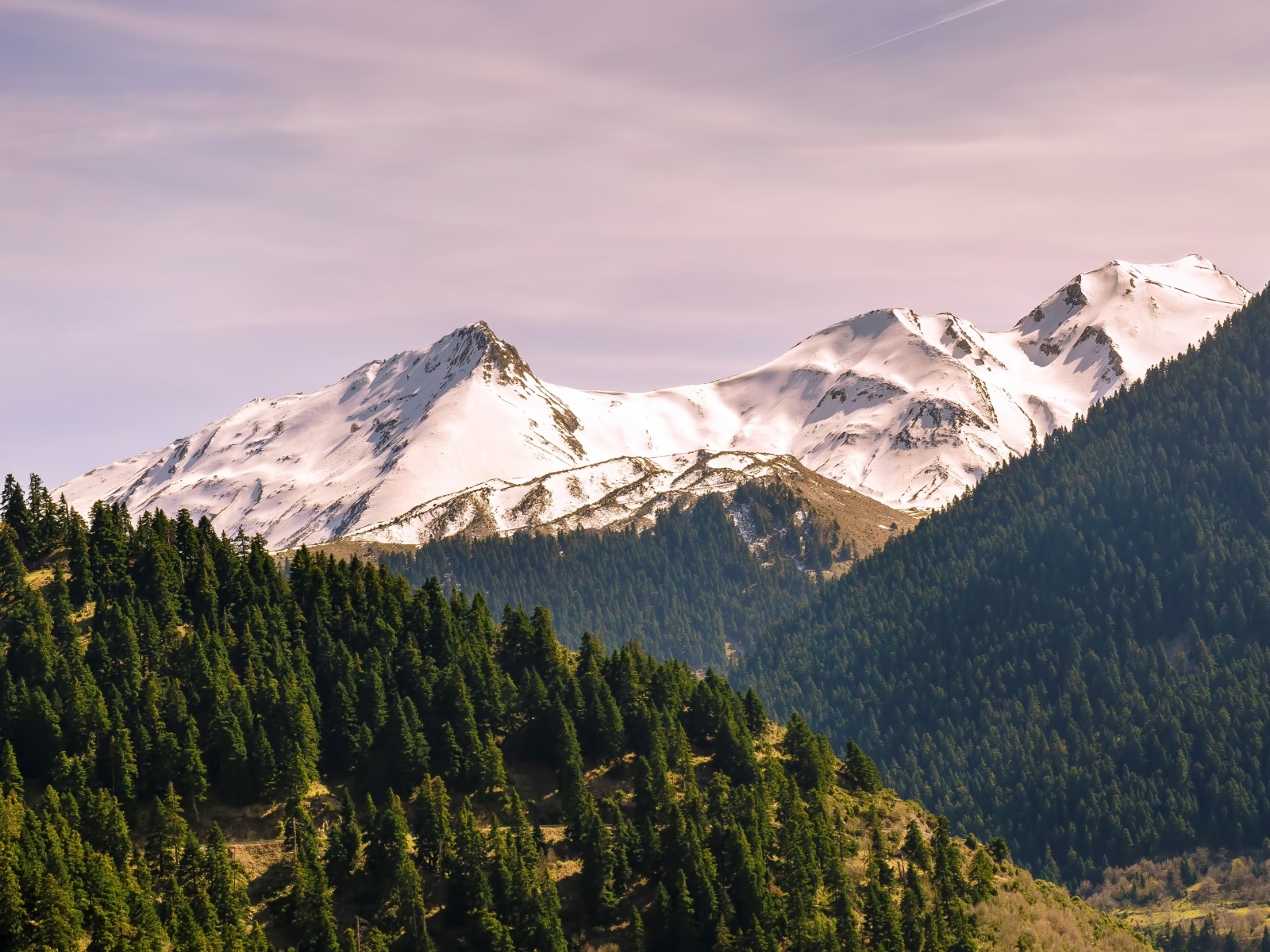 Зеленые ели у подножия заснеженных гор 