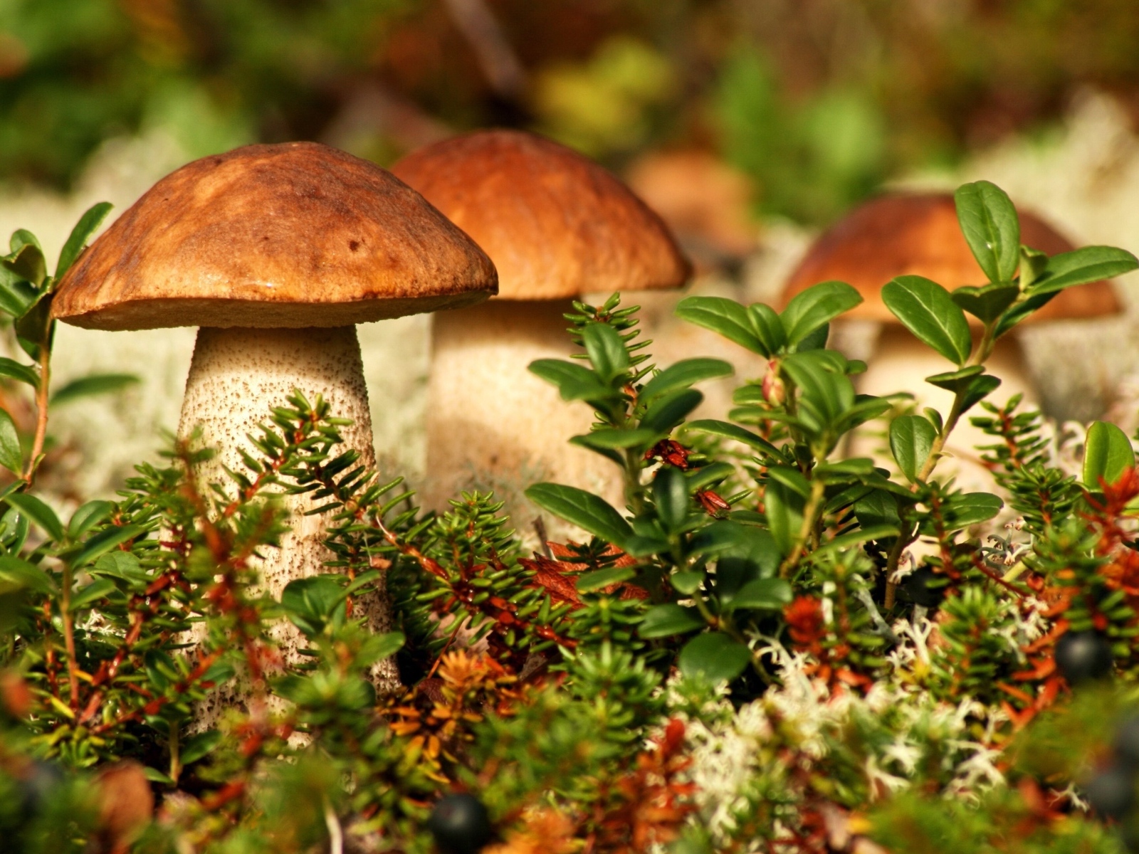 Много грибов растет в зеленой траве