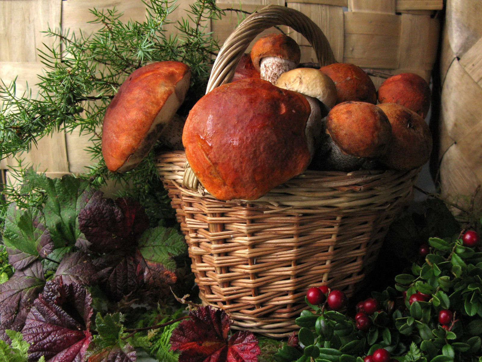 Корзина больших белых грибов