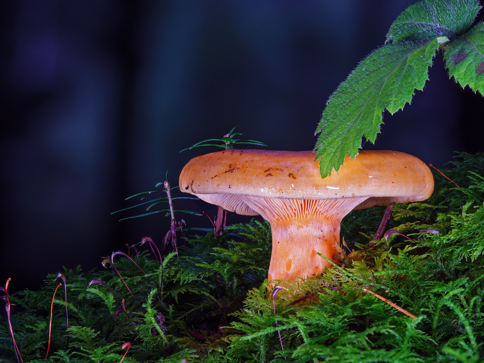 Большой молочный гриб в зарослях мха