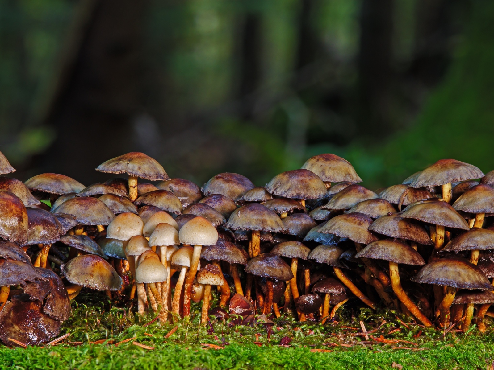 Много поганок в осеннем лесу