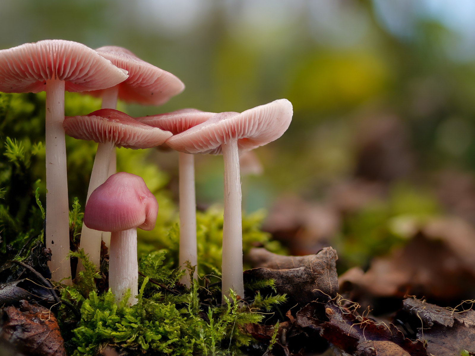 Гриб розовая мицена на покрытой мхом земле