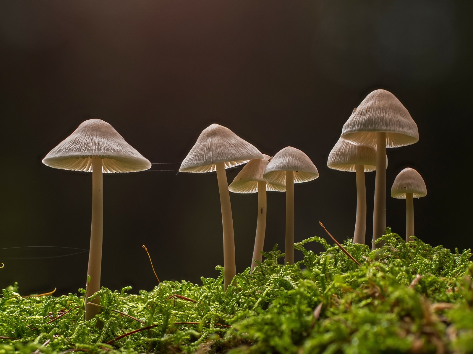 Грибы растут на покрытой мхом земле