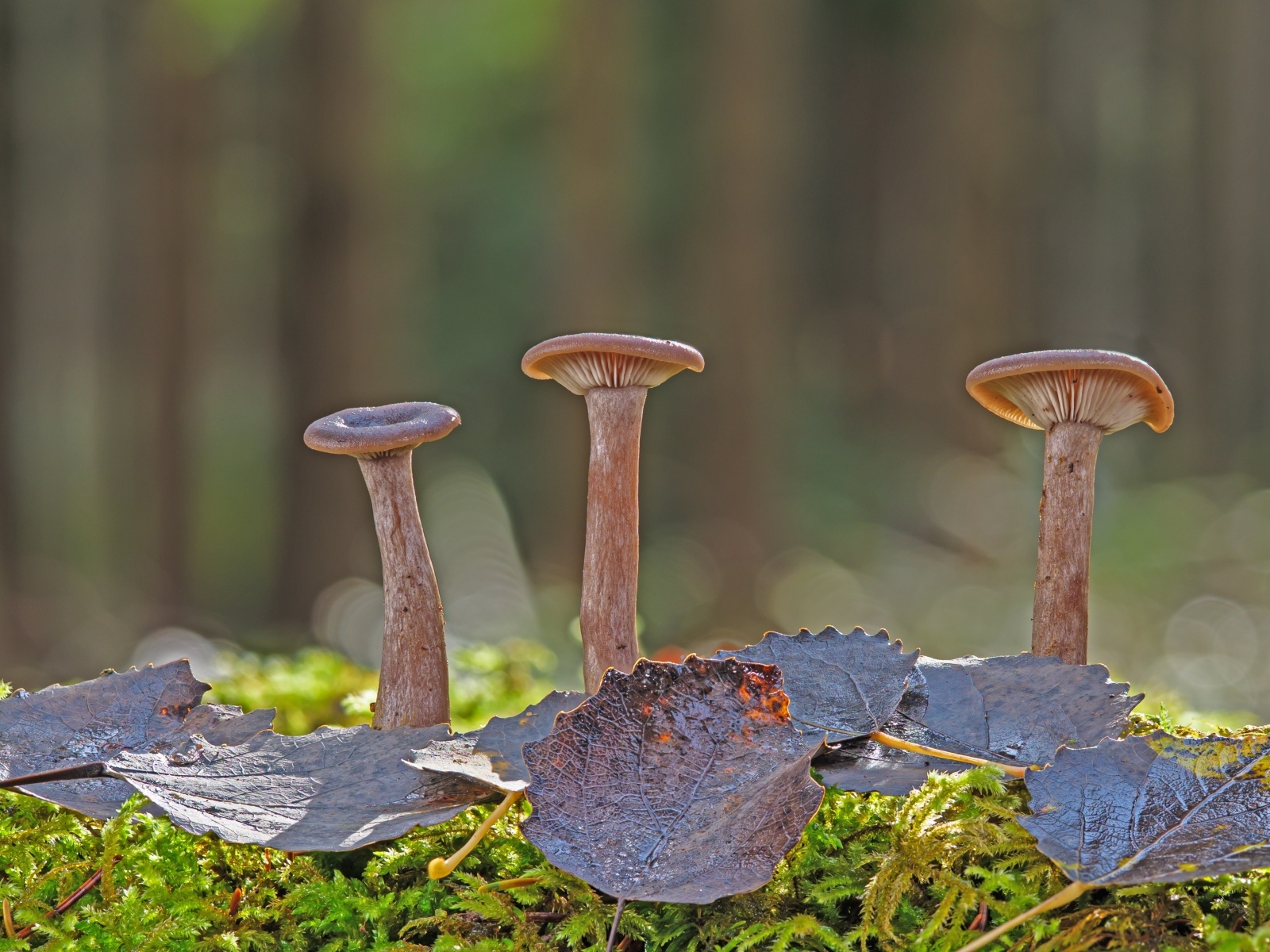 Три гриба с листвой в лесу крупным планом