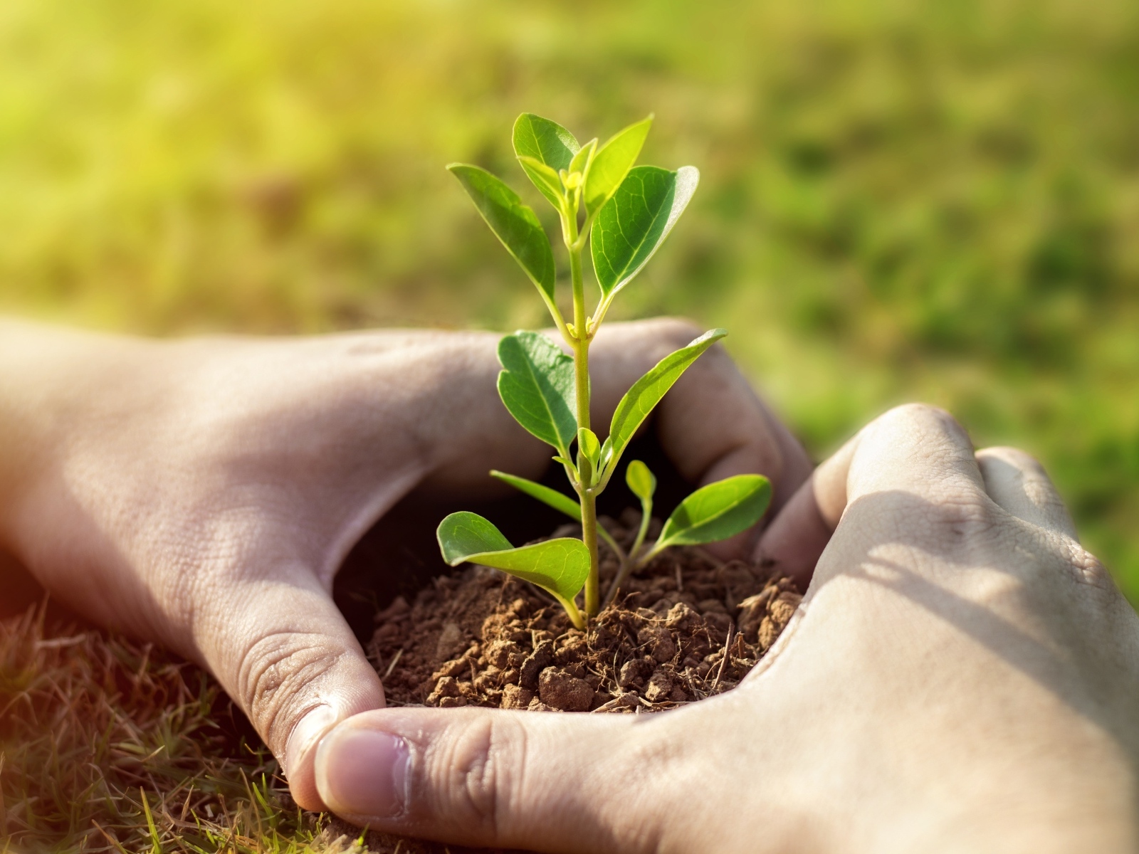 Зеленый росток пробивается из земли