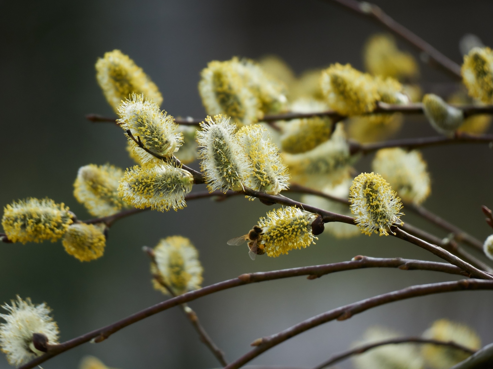 Красивые молодые ветки вербы весной