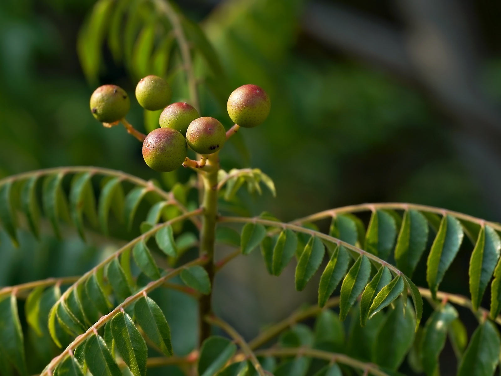 Ягода на ветке дерева с зелеными листьями