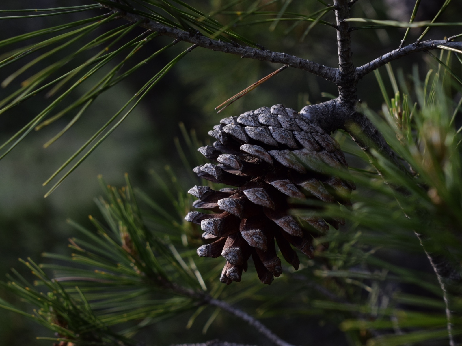 Большая черная шишка на ветке сосны