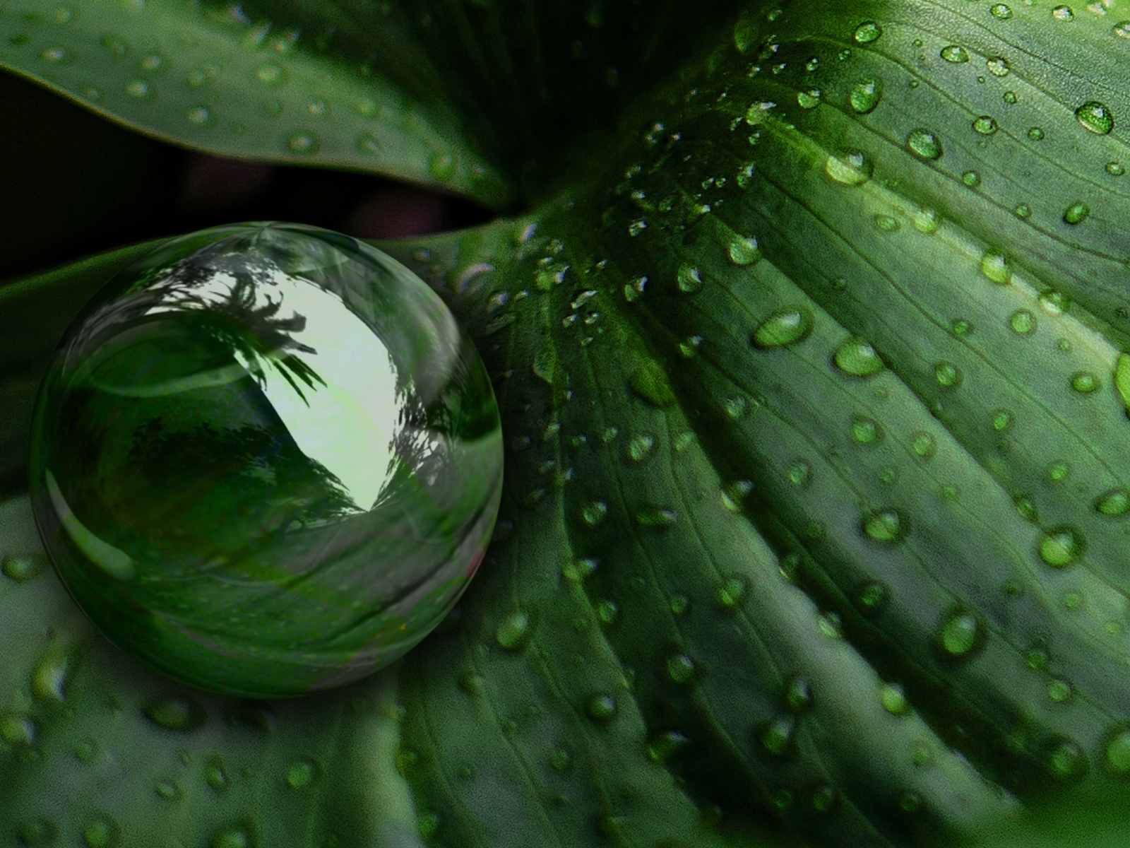 Большая капля на зеленом листке