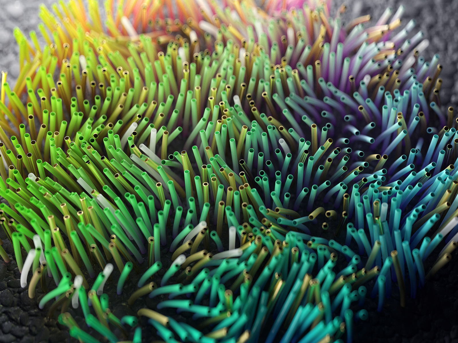 Разноцветные морские водоросли на дне