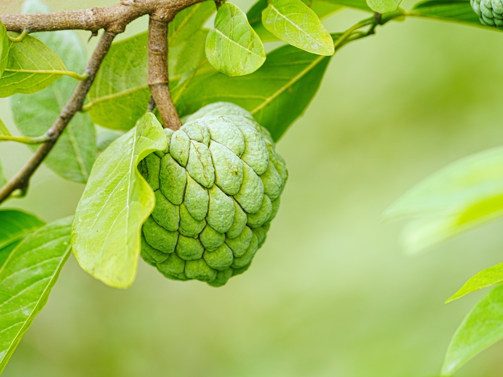 Зеленое адамово яблоко на ветке дерева
