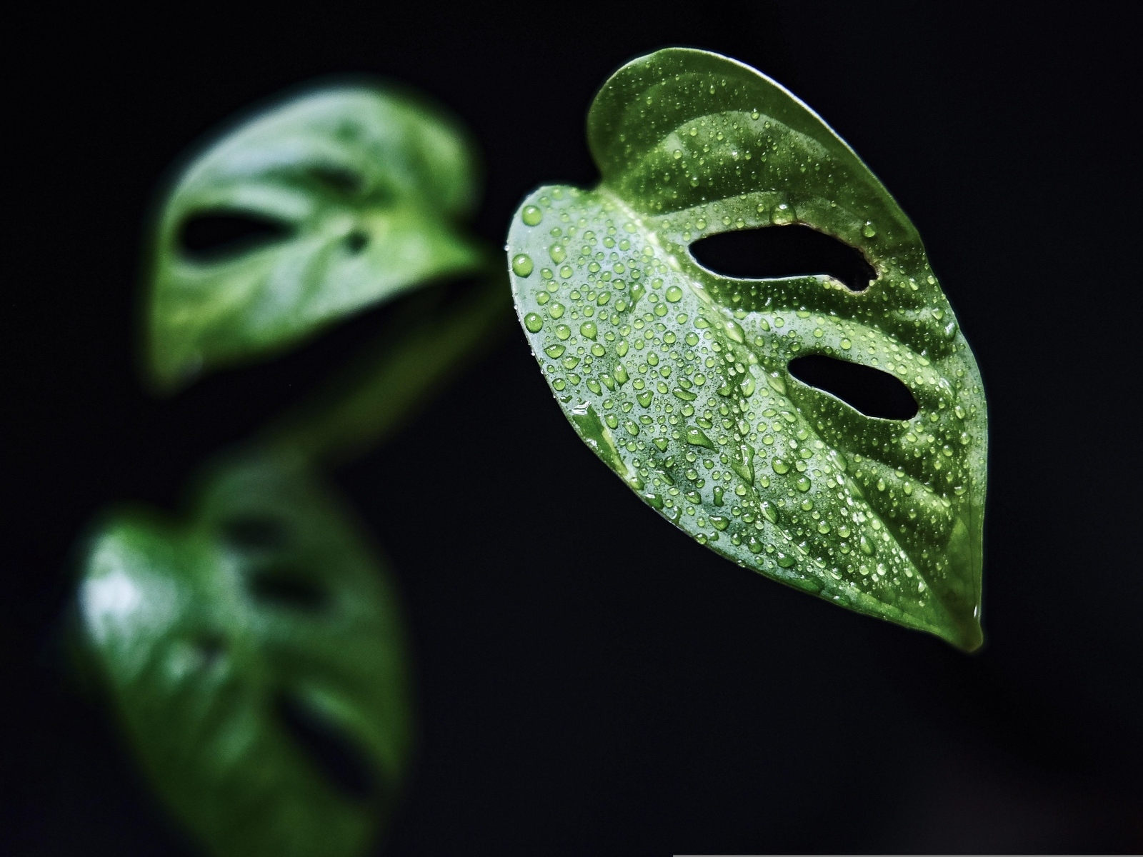 Зеленые листья цветка монстера на черном фоне