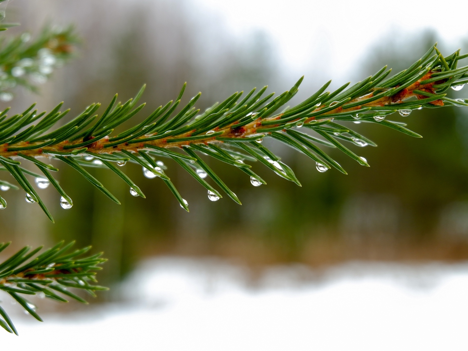Зеленая ветка ели в каплях дождя