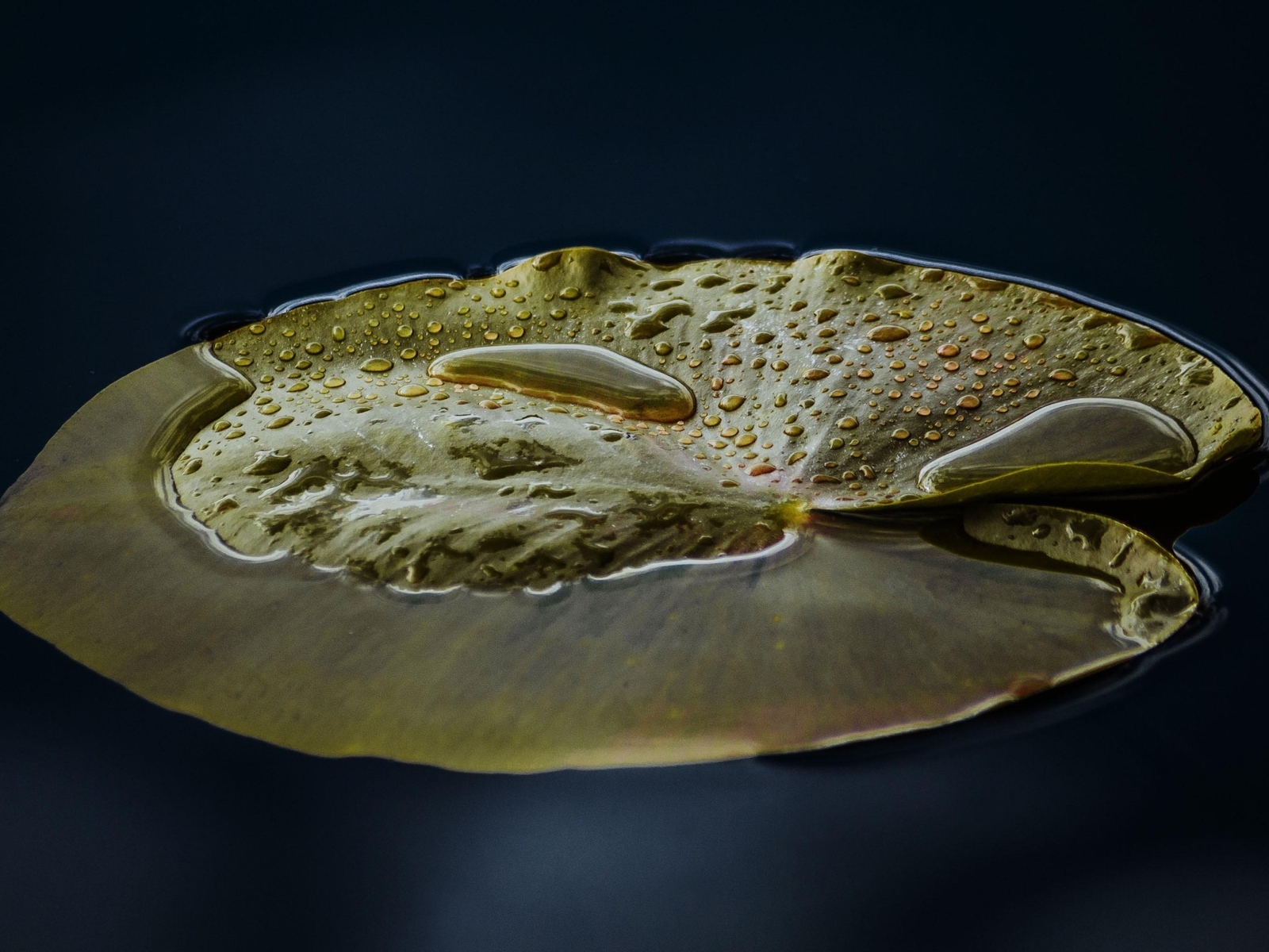 Большой зеленый лист водяной лилии в пруду