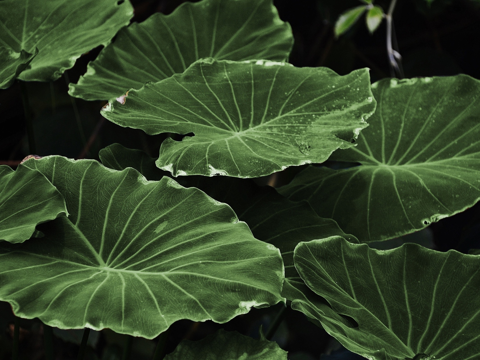 Большие зеленые листья растения крупным планом