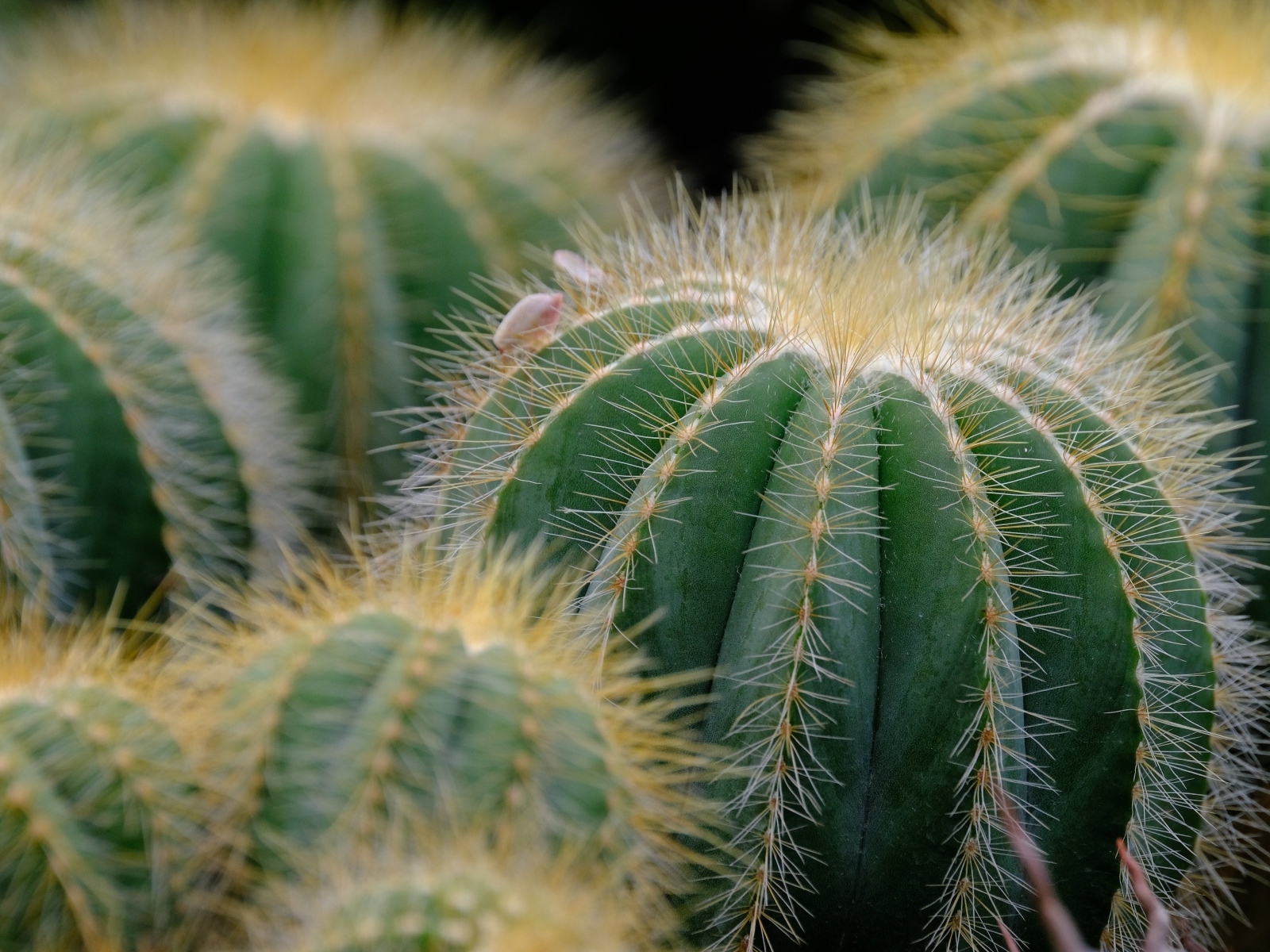 Много зеленых колючих кактусов