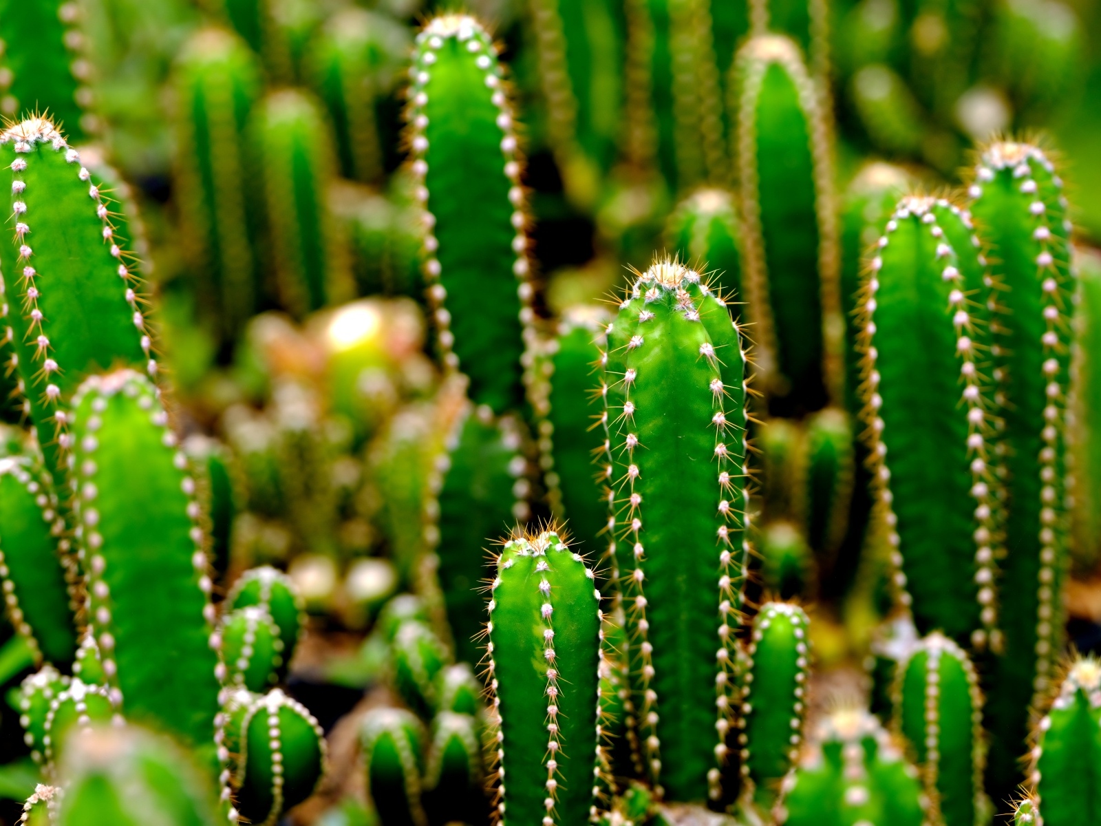 Много колючих зеленых кактусов