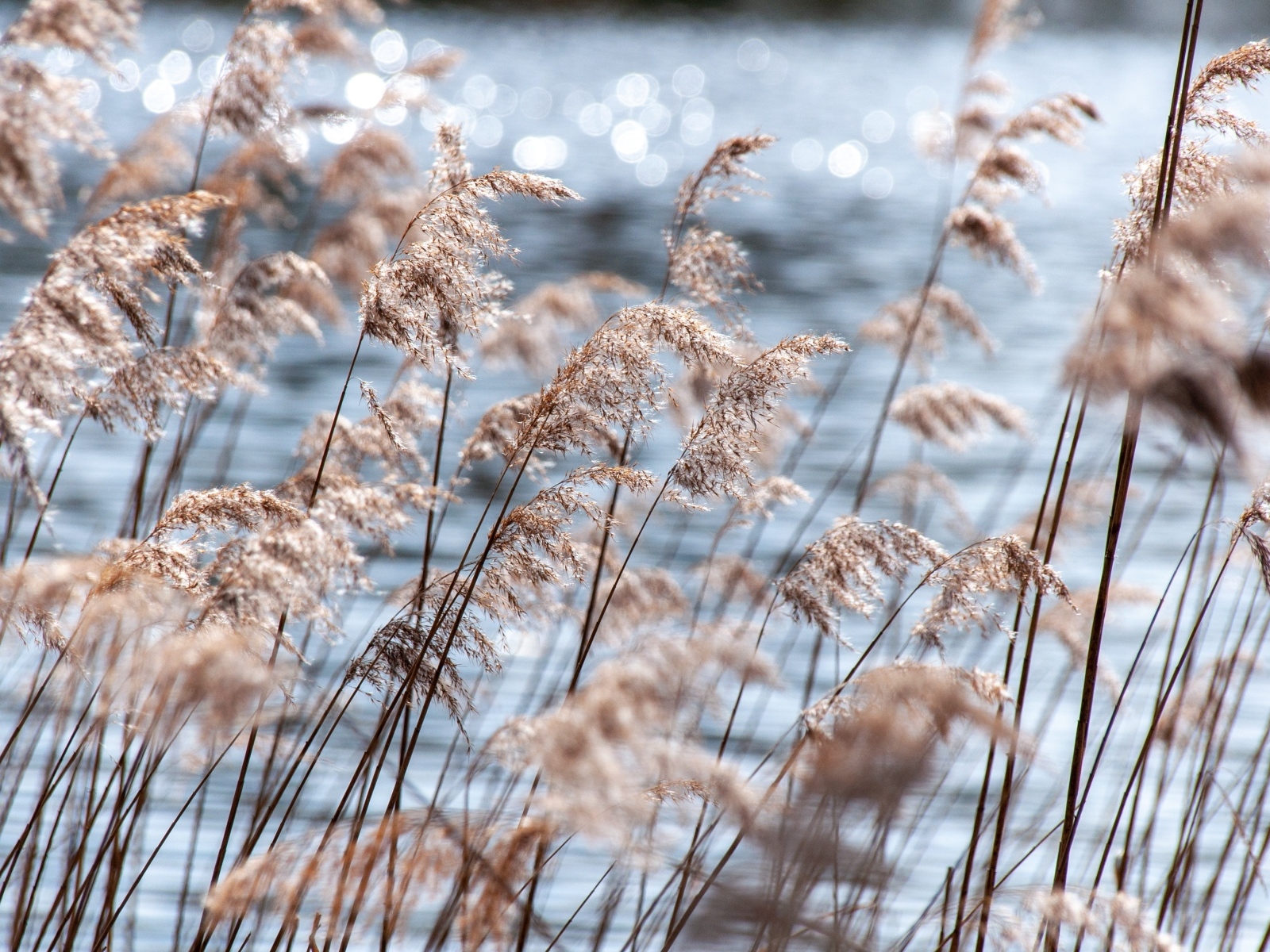 Пампасная трава растет у воды