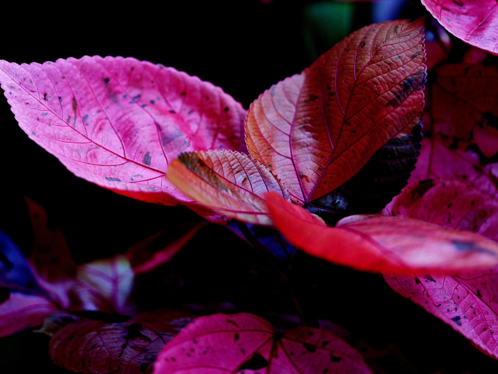 Красные листья комнатного цветка молочай