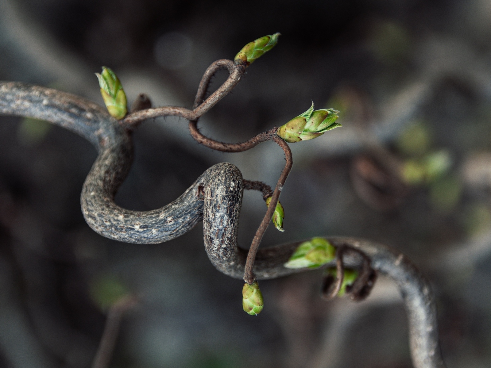 Спиральная ветка дерева с зелеными ростками