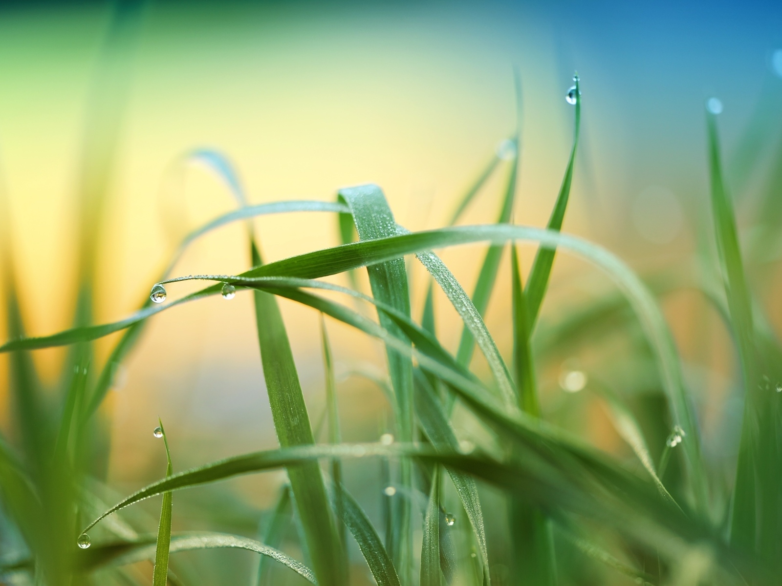 Высокая зеленая трава в каплях росы