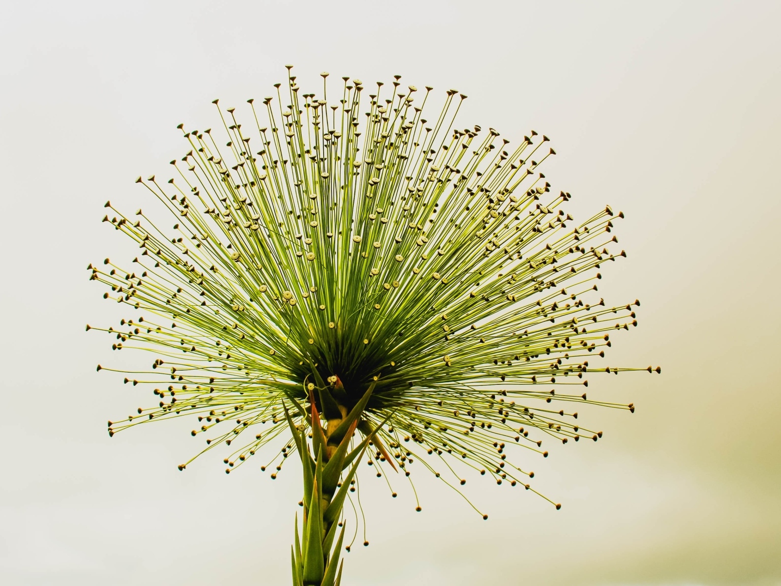 Необычное зеленое растение 