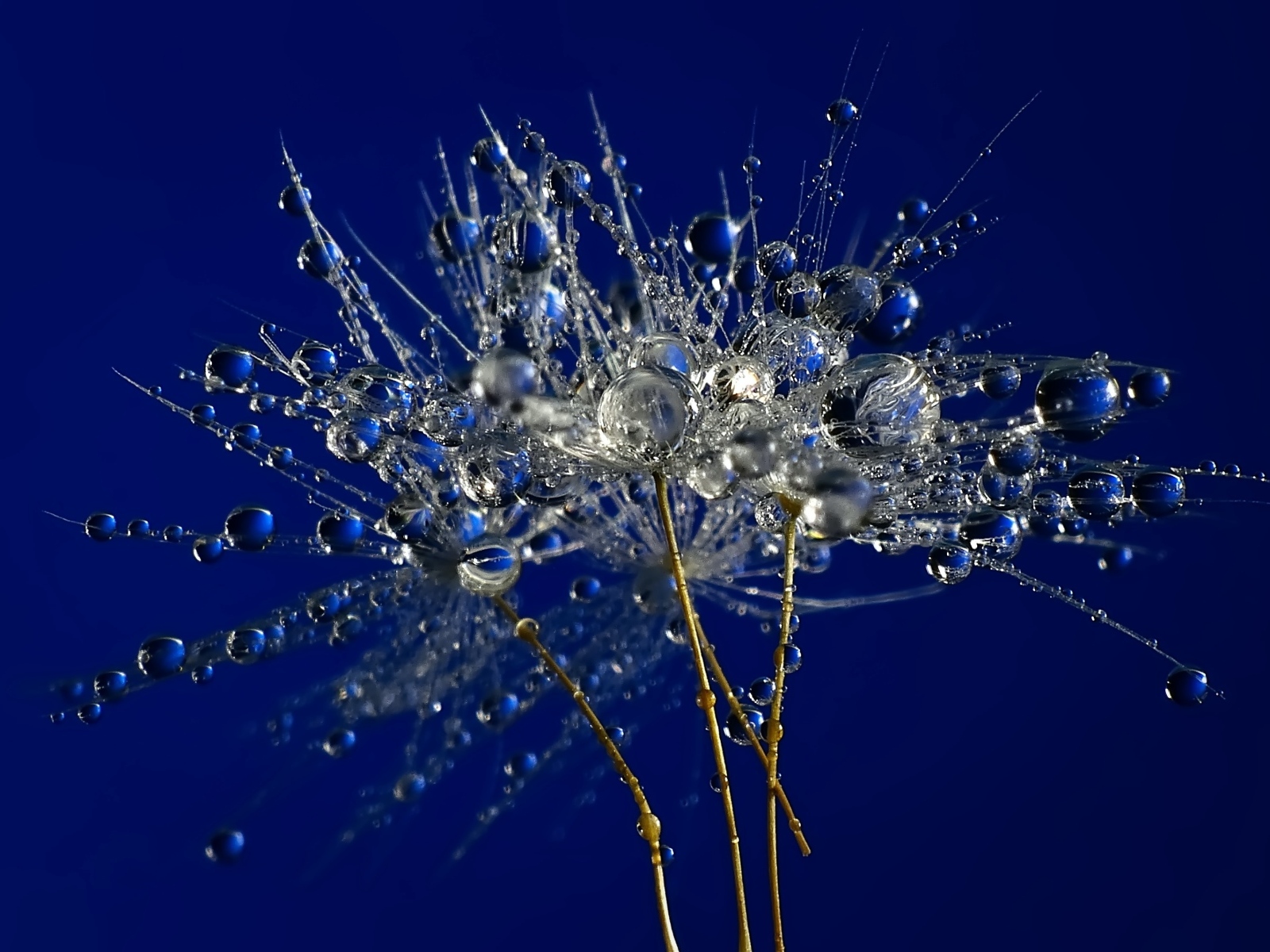 Мокрые остатки одуванчика на синем фоне