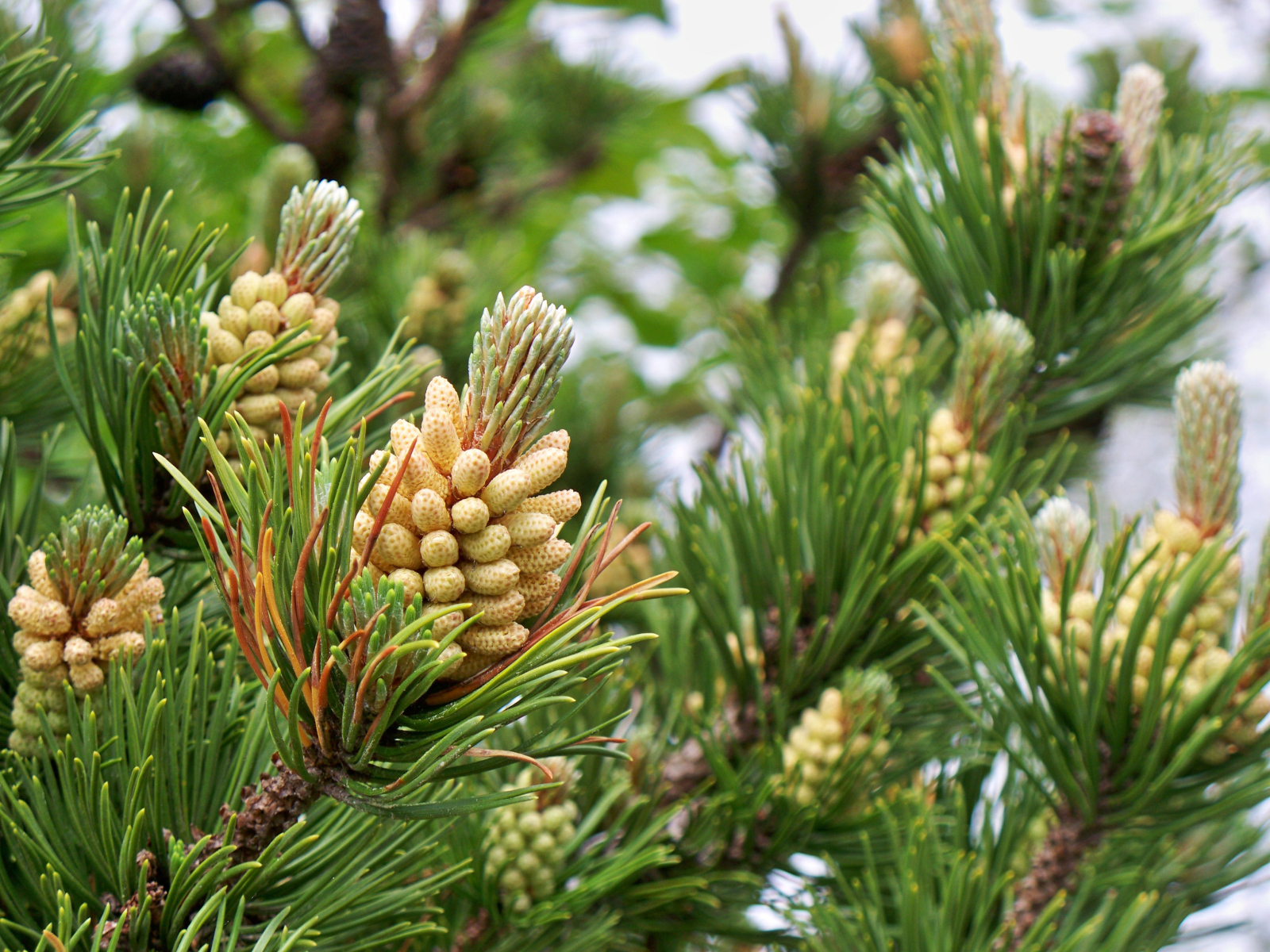 Молодые шишки на ветках сосны