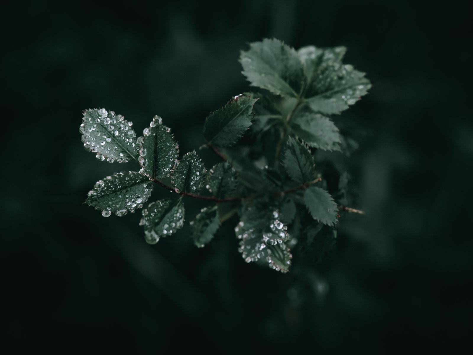 Молодые зеленые листья розы в каплях дождя