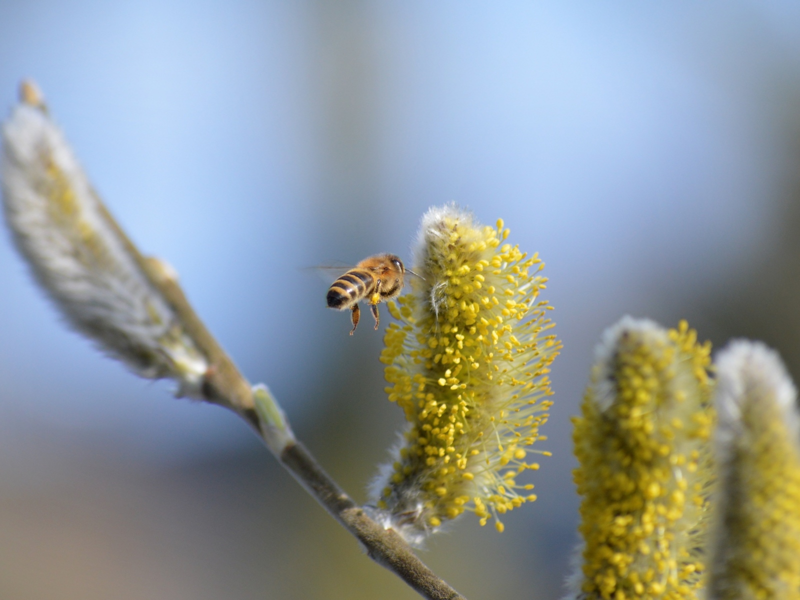 Молодые ветки вербы с пчелой