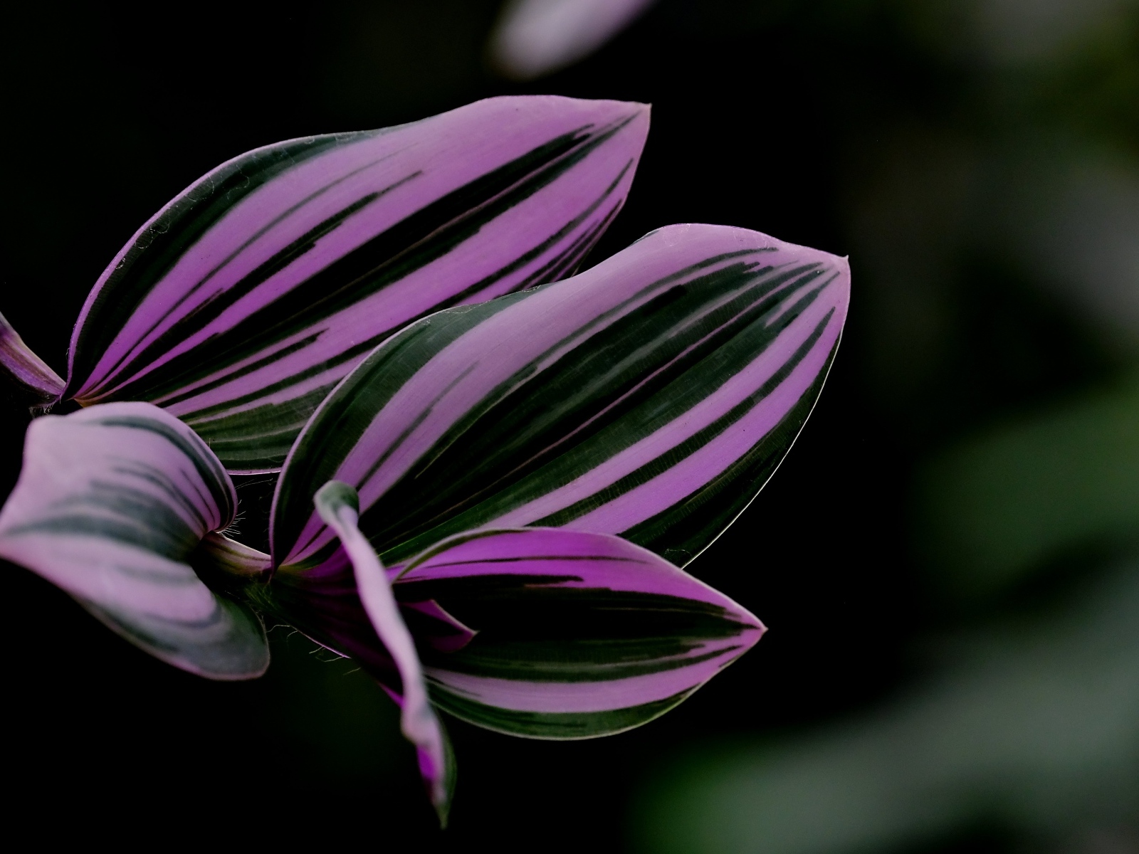 Красивый лист комнатного растения