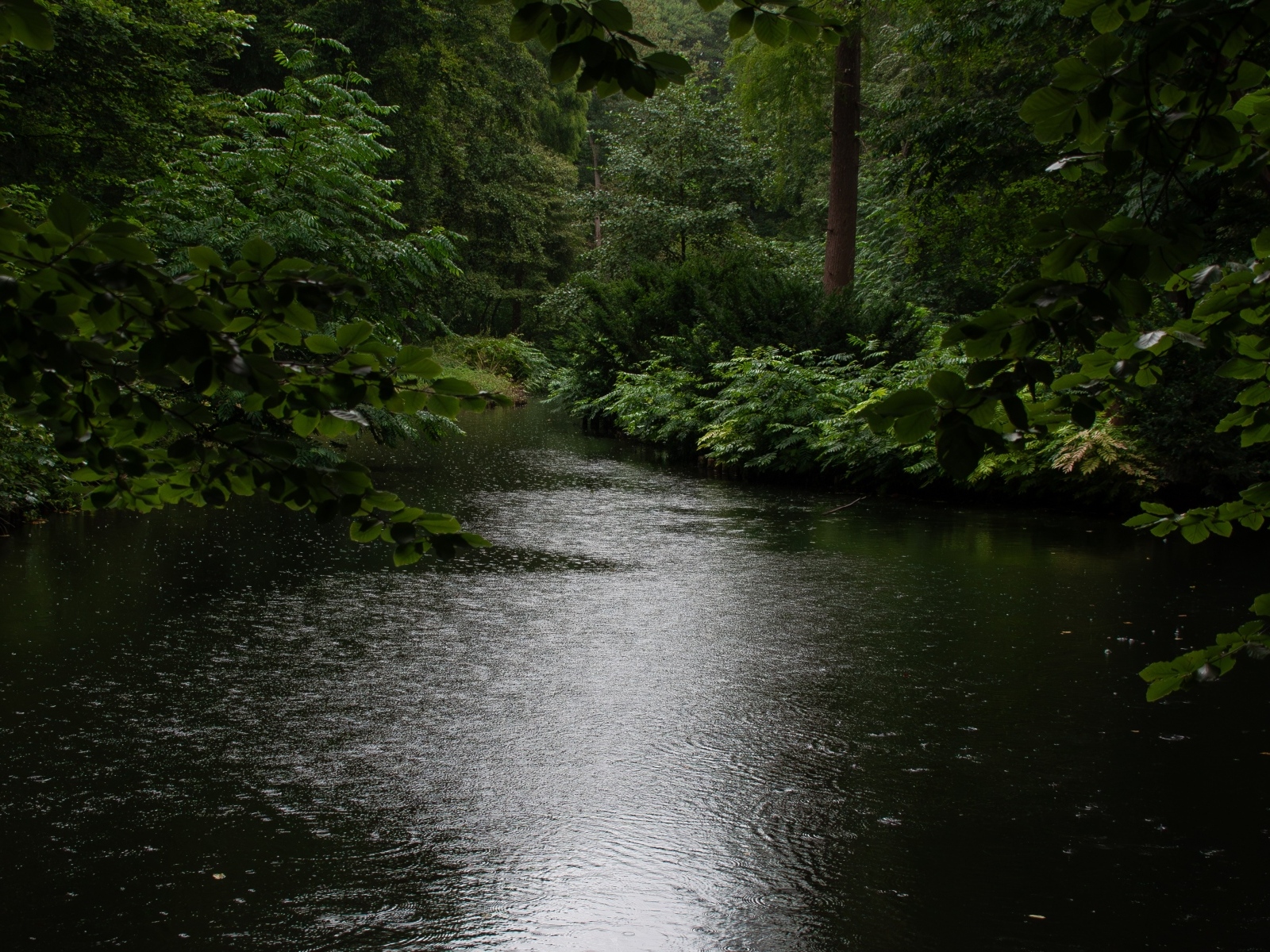 Лесное озеро под дождем летом