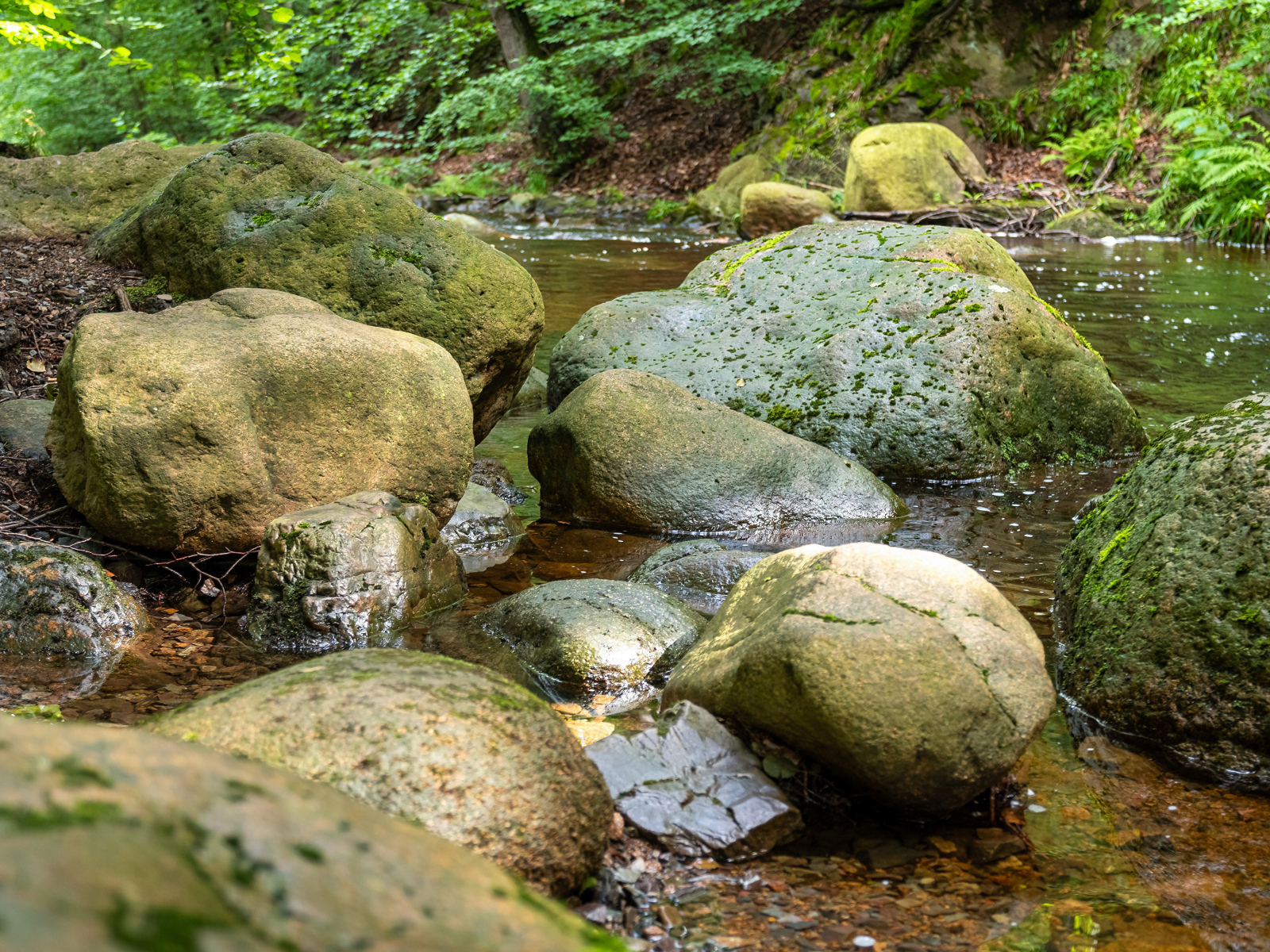 Большие мокрые камни лежат в лесной реке