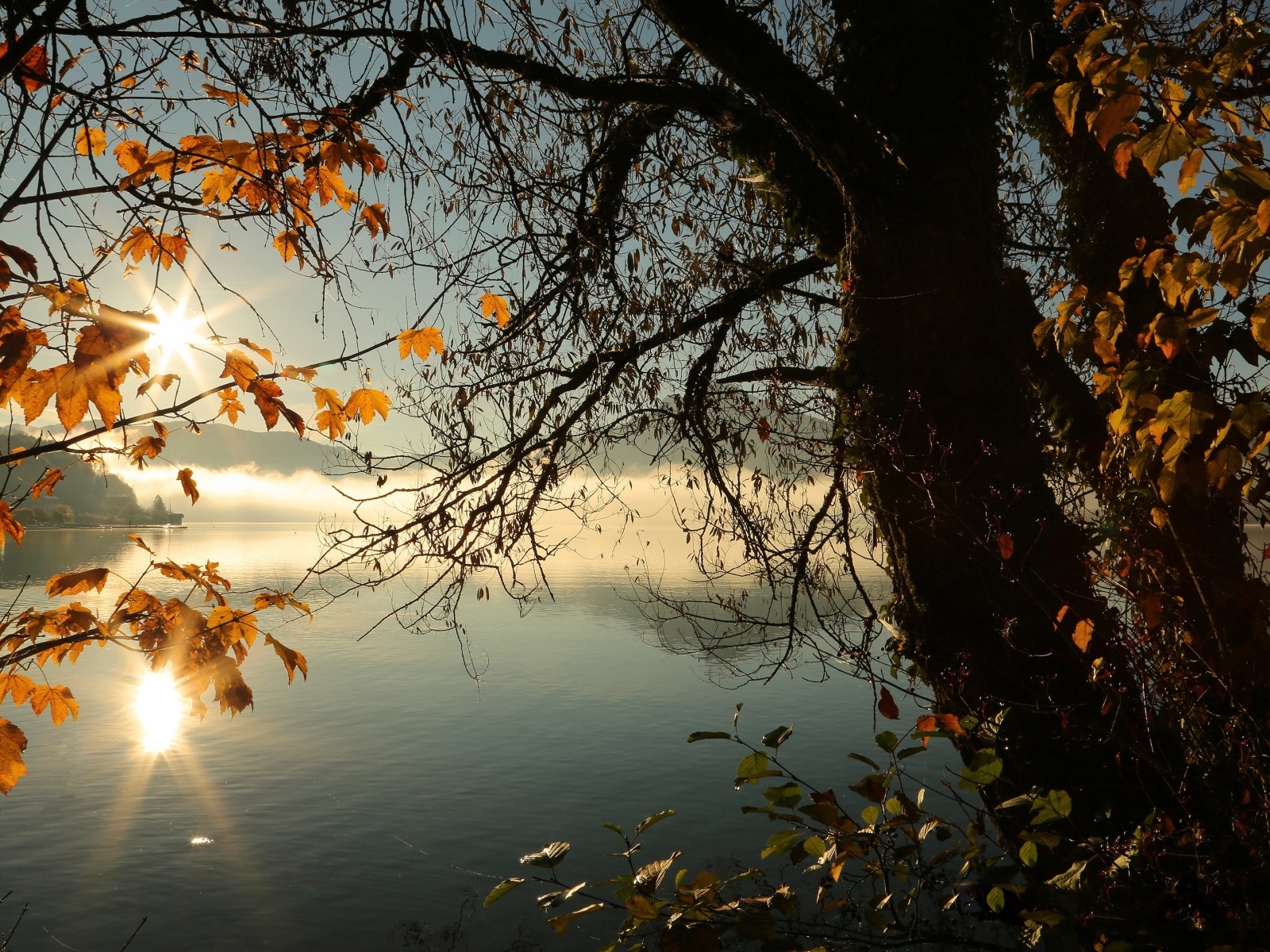 Деревья с желтыми листьями на берегу тихого озера