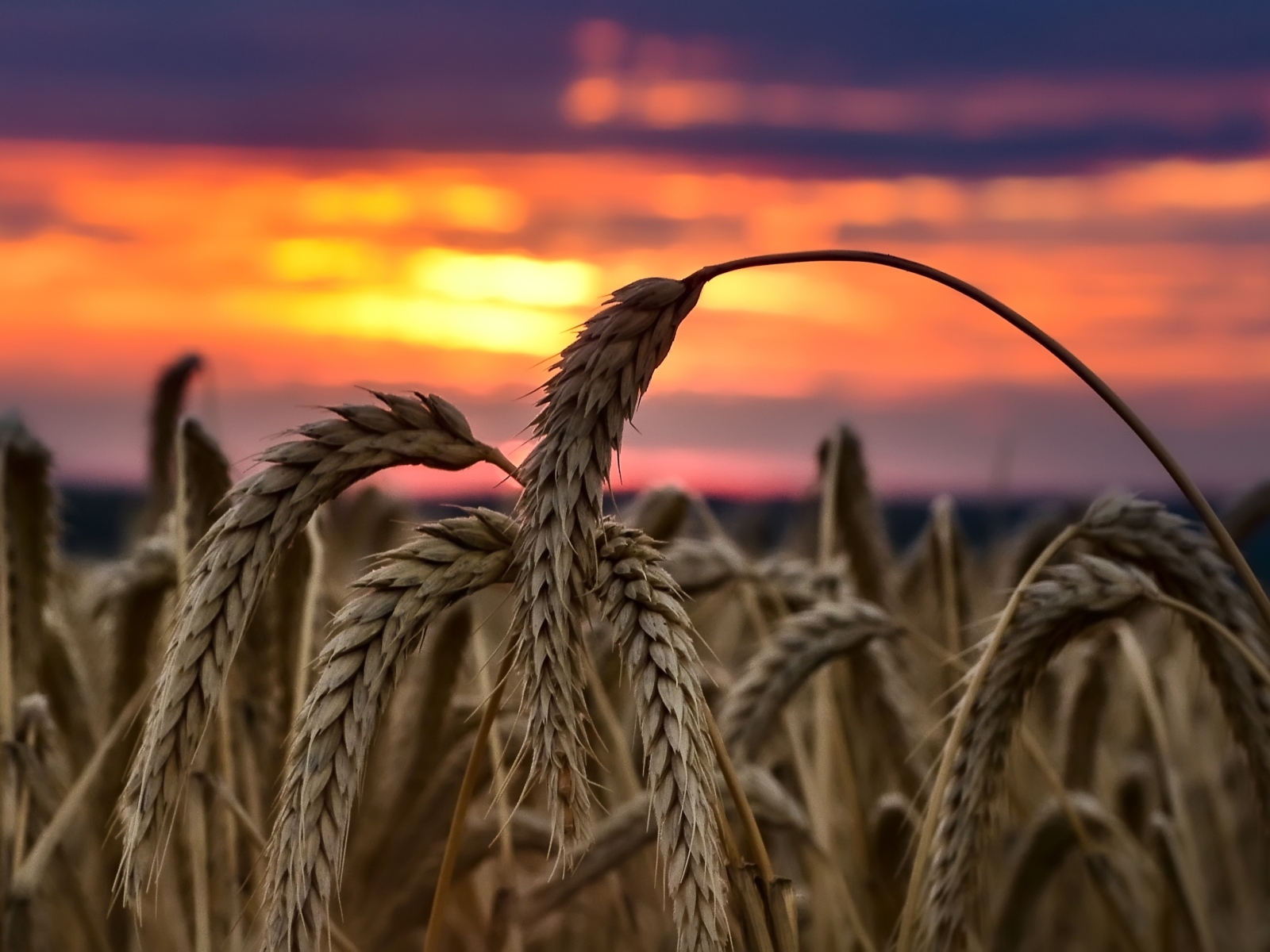 Колосья спелой пшеницы на закате солнца на поле