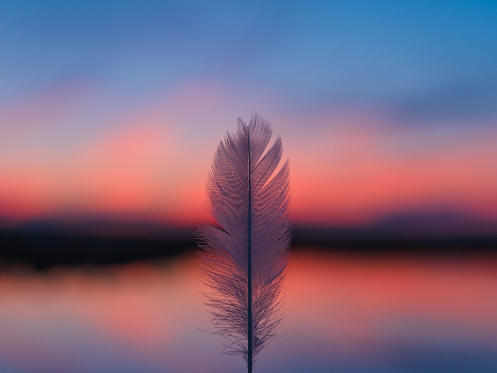 Белое перо на фоне красного неба на закате солнца