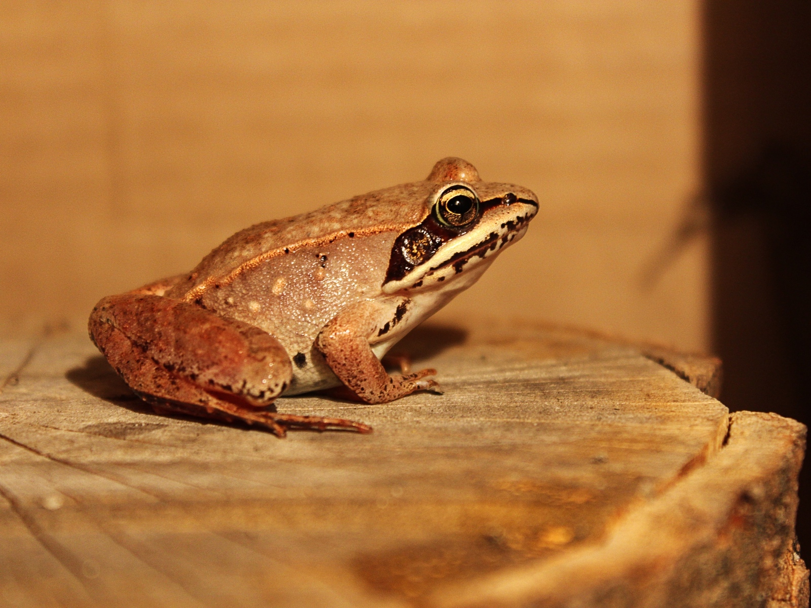 Большая лягушка сидит на пне